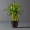 A Bamboo palm with bright green leaves in a small black pot