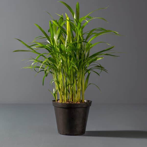 A Bamboo palm with bright green leaves in a small black pot