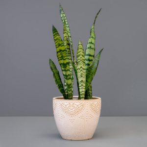 Sansevieria 20cm