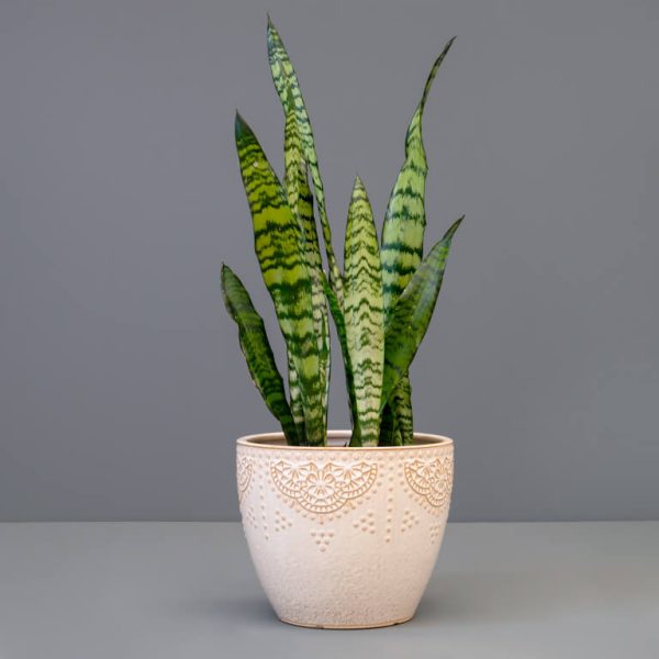 A snake plant with striped, upright leaves in a cream ceramic pot with an embossed pattern, against a grey background.