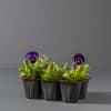 Deep purple flowers and bright green leaves of pansy seedlings growing in a seedling tray.