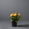 A Patio Rose with bright yellow and orange flowers and green leaves in a small black pot.