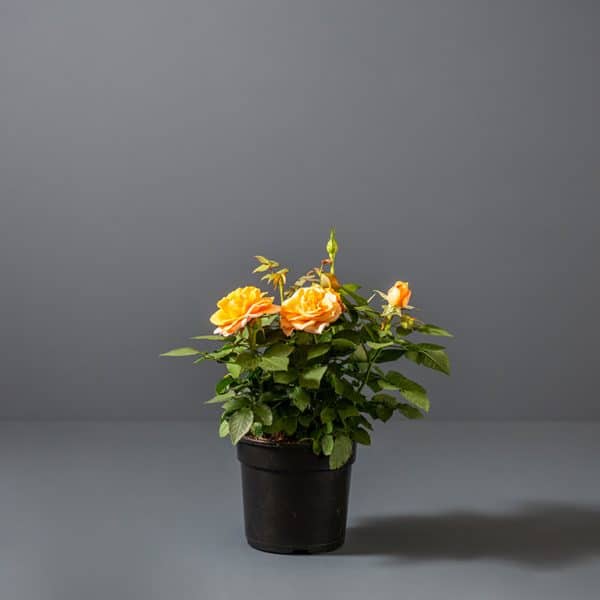 A Patio Rose with bright yellow and orange flowers and green leaves in a small black pot.