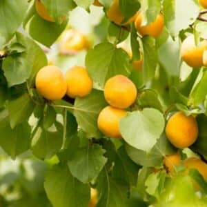 APRICOT BULIDA 10KG