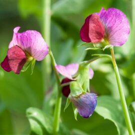 How to grow sweet peas