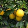 Close-up of the green foliage and bright yellow lemon fruit of the Lisbon lemon tree.