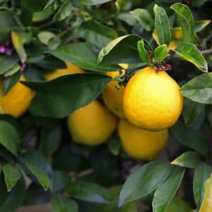 LISBON LEMON 4KG