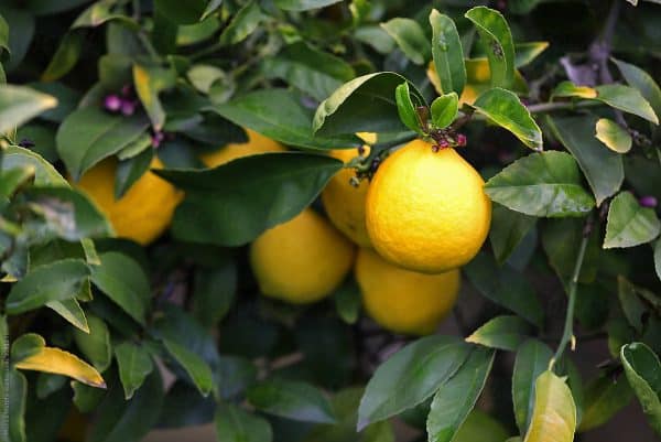 Close-up of the green foliage and bright yellow lemon fruit of the Lisbon lemon tree.