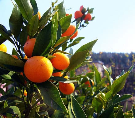 NAARTJIE NULES CLEMENTINE 20KG - Stodels