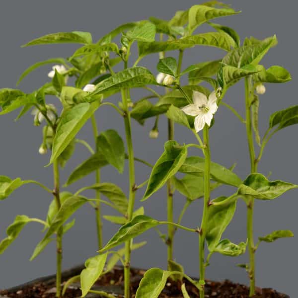 Close-up of chilli plants featuring bright green leaves and white flowers.