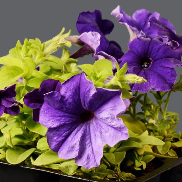 Close-up of deep purple Petunia flowers and their bright green leaves.