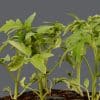 A close-up of a tomato plants showing bright green leaves with a plain background.