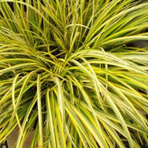 A close-up of a bright yellow grassy plant with thin blades.