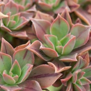 AEONIUM LEUCOBLEPHARUM
