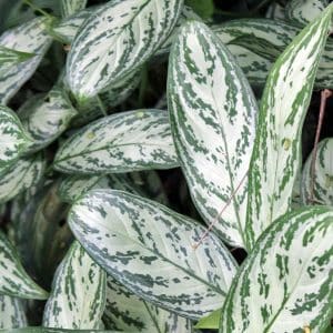 AGLAONEMA SILVER QUEEN