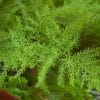 Close-up of lush, feathery green leaves of an asparagus plumosus plant.