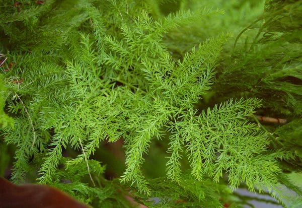 Close-up of lush, feathery green leaves of an asparagus plumosus plant.