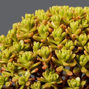 AEONIUM SEDIFOLIUM 15CM