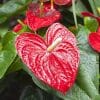 Bright red glossy flowers of the Anthurium plant with large green leaves