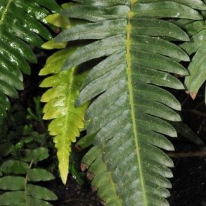 HAMMOCK FERN 17CM