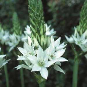 Ornithogalum Thys Bulbs