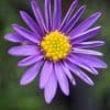 Close-up photograph of a single purple aster flower with a bright yellow centre against a blurred green background.