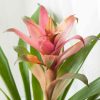 Closeup of the pink and orange flower of the Guzmania Bromeliad tabletop plant.