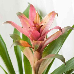 Guzmania Bromeliad