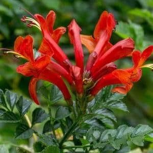 CAPE HONEYSUCKLE BIG RED 12cm