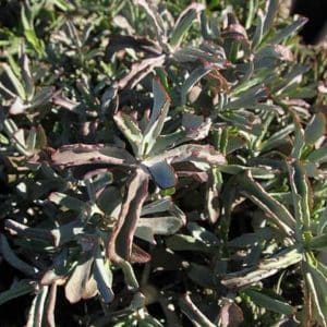 COTYLEDON GREY TOWN SPOONS