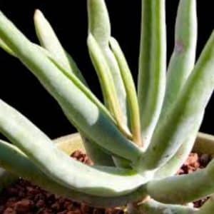 COTYLEDON OBLONGA