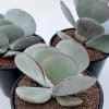 Three Cotyledon Red Trim succulents in black pots. The leaves are green-grey with red outlines.