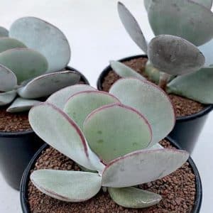 COTYLEDON RED TRIM