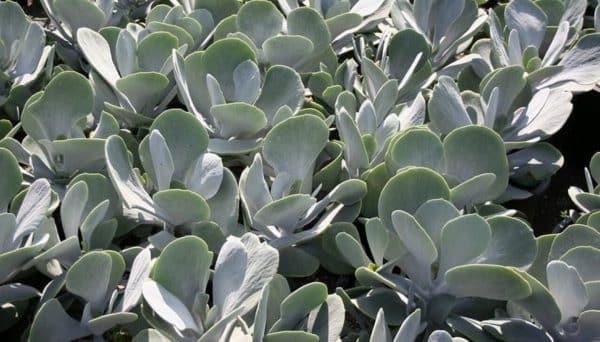 Extreme close-up of overlapping, rounded succulent leaves in soft bluish-green tones.