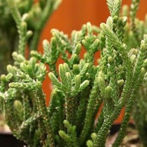 CRASSULA MUCOSA ZIPPER PLANT