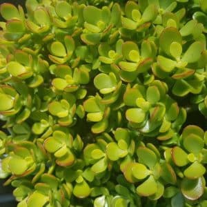 CRASSULA OVATA MINIMA