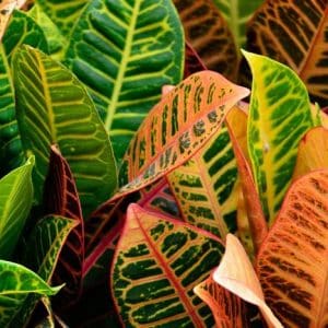 CROTON 15cm