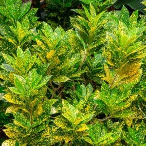 CROTON GOLD DUST