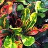 Close-up of croton mammy plant with red, green and yellow leaves