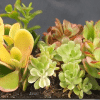 Assortment of mini succulents including green rosettes and yellow-green oval shaped leaves in a small planter.
