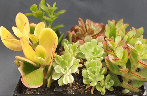 Assortment of mini succulents including green rosettes and yellow-green oval shaped leaves in a small planter.