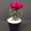 Close up of small cactus plant in a pot with red pink flowers
