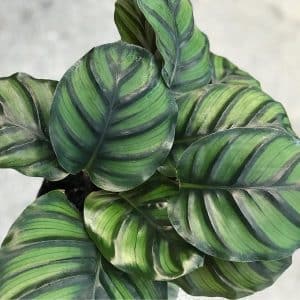 CALATHEA FASCIATA 14CM