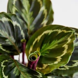 CALATHEA MEDALLION 14CM