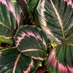 CALATHEA ROSEOPICTA 14CM