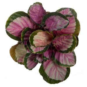 CALATHEA ROSY PICTA 14CM