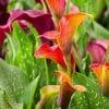 Pink, orange and yellow flowers of the Calla Lilly with white speckled green leaves.