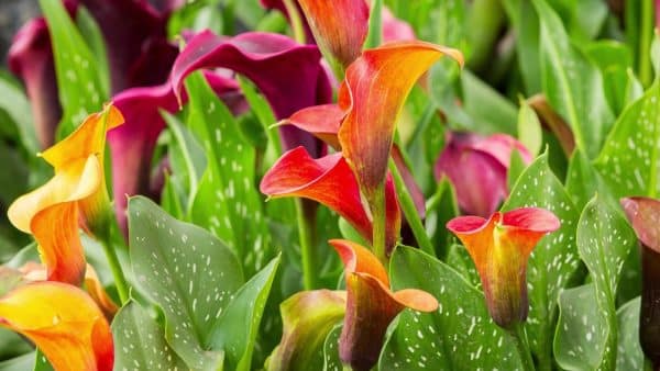 Pink, orange and yellow flowers of the Calla Lilly with white speckled green leaves.