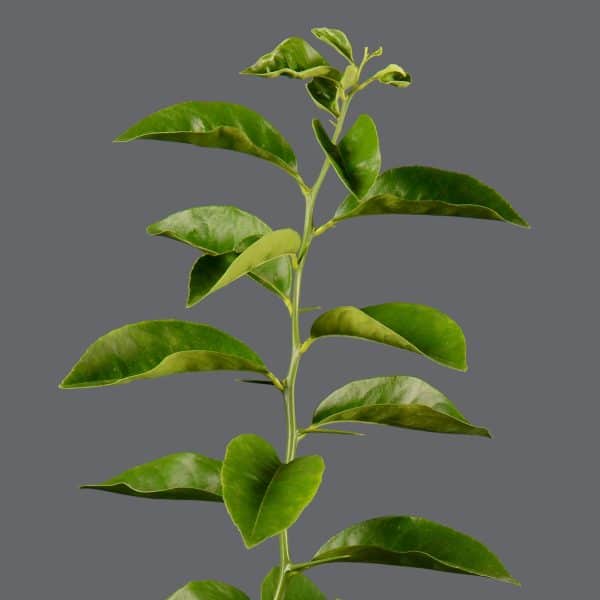 A close-up of bright green leaves on a young lemon tree, against a dark grey backdrop.