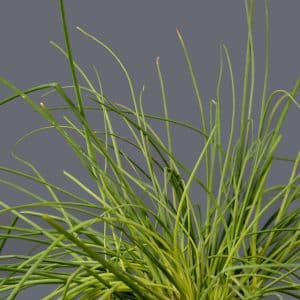 Chives 12cm